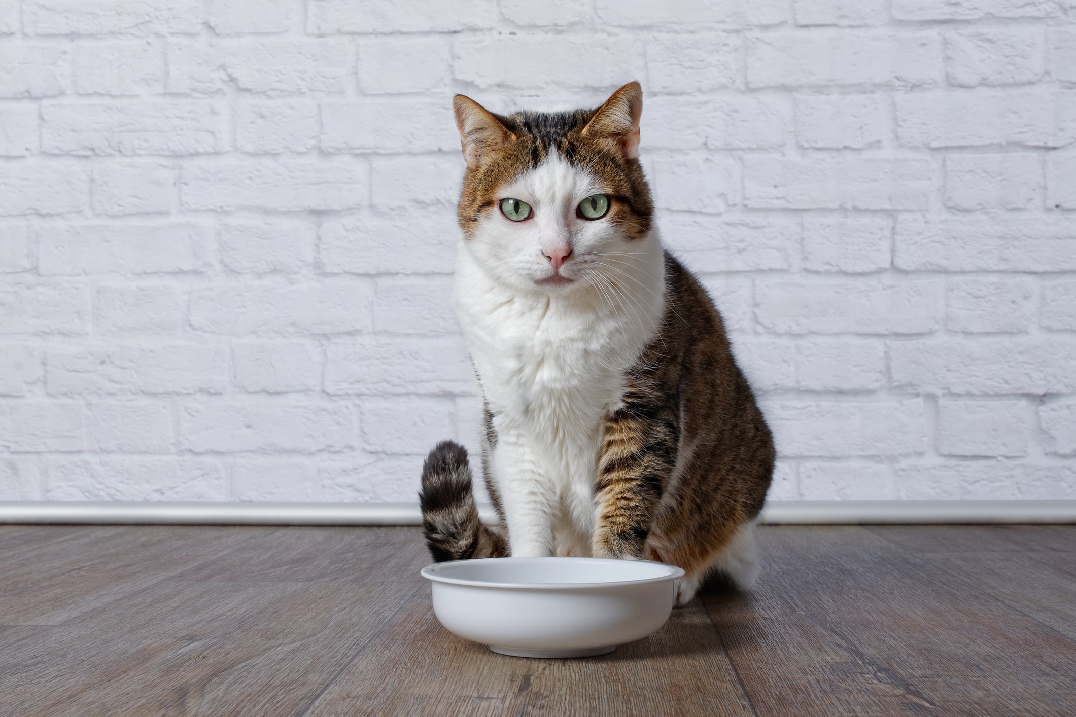 âge alimentation senior chat