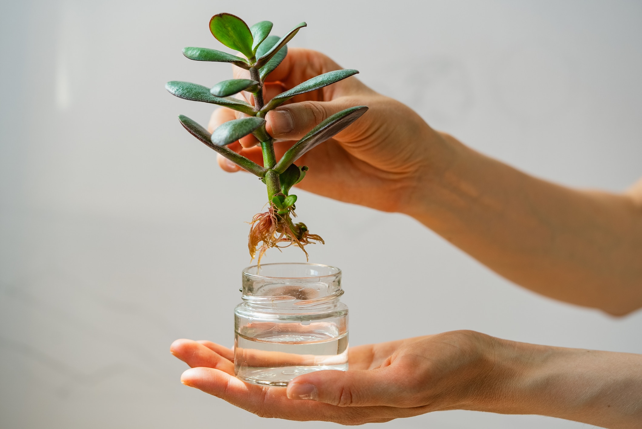 Vous adorez les plantes ? Découvrez comment les multiplier gratuitement avec un simple verre d’eau