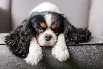 cavalier king charles senior