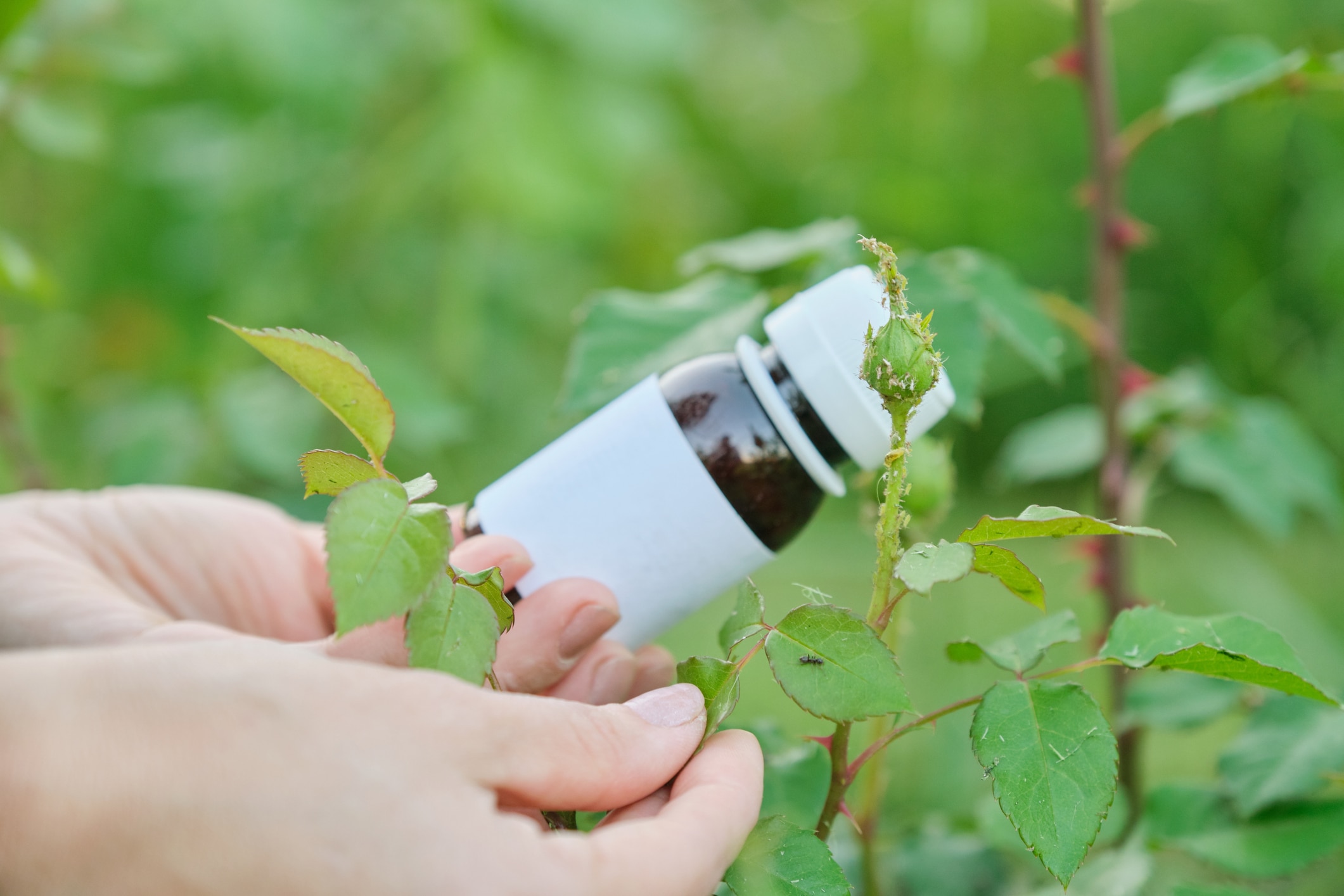 Bottle With Chemical Insecticide In The Gardeners Hand Close Up, Background Pest Infested Aphids Insects Plant Rose