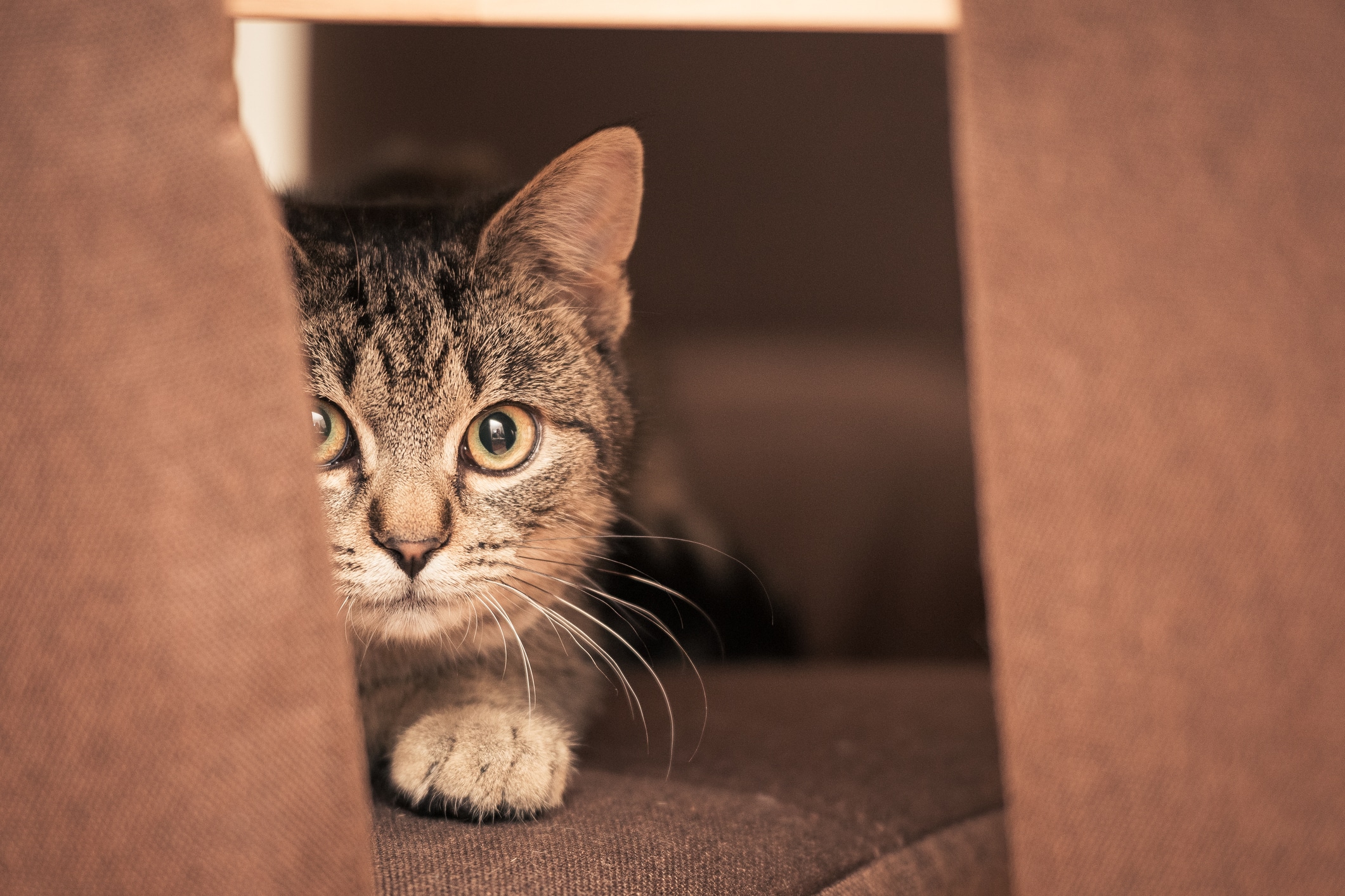 Brown Striped Tabby Cat Sitting On Living Room Chair Looking Surprised At Camera