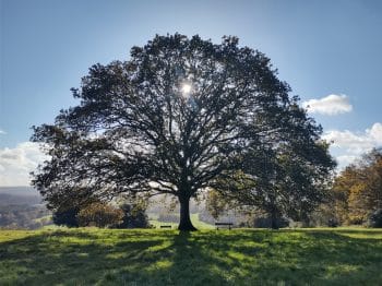 chêne pédonculé résistant climat