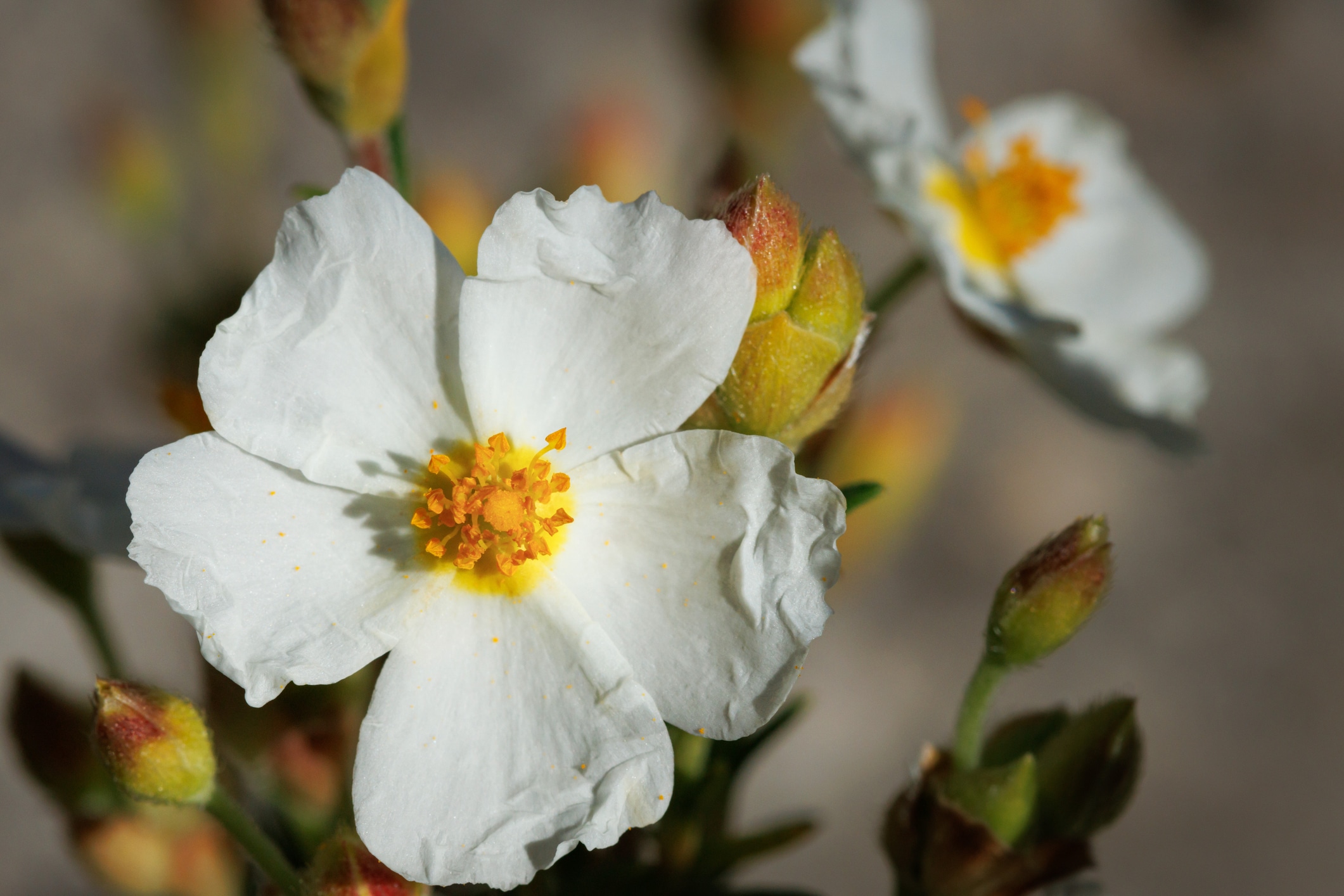 ciste résistant fleur manque d'eau sécheresse