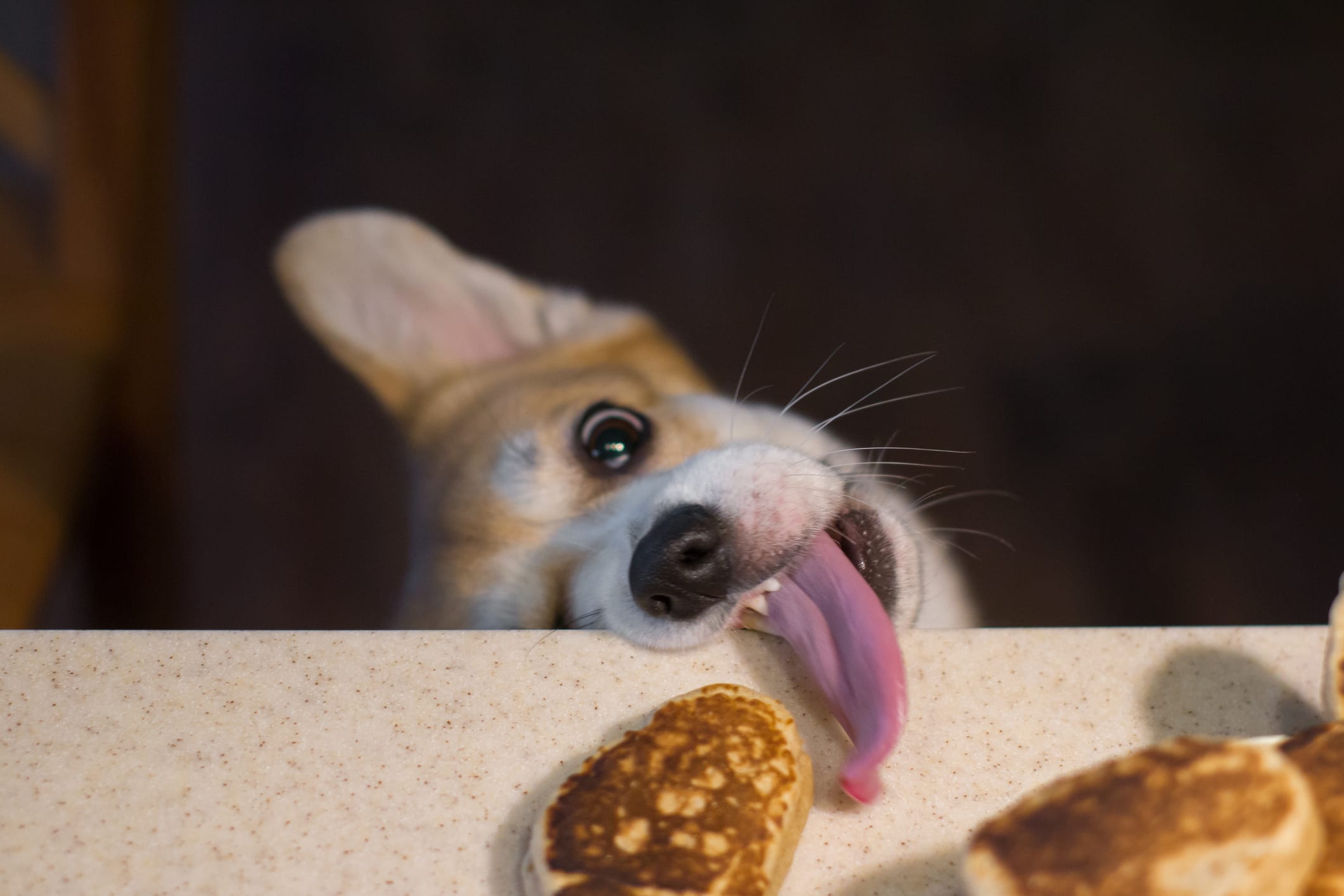 Corgi Tries To Eat A Patty