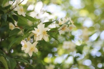 Philadelphus Coronarius Also Known As Sweet Mock Orange Or English Dogwood