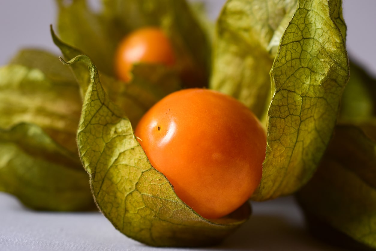 fruit physalis