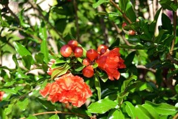 grenadier arbre parfait