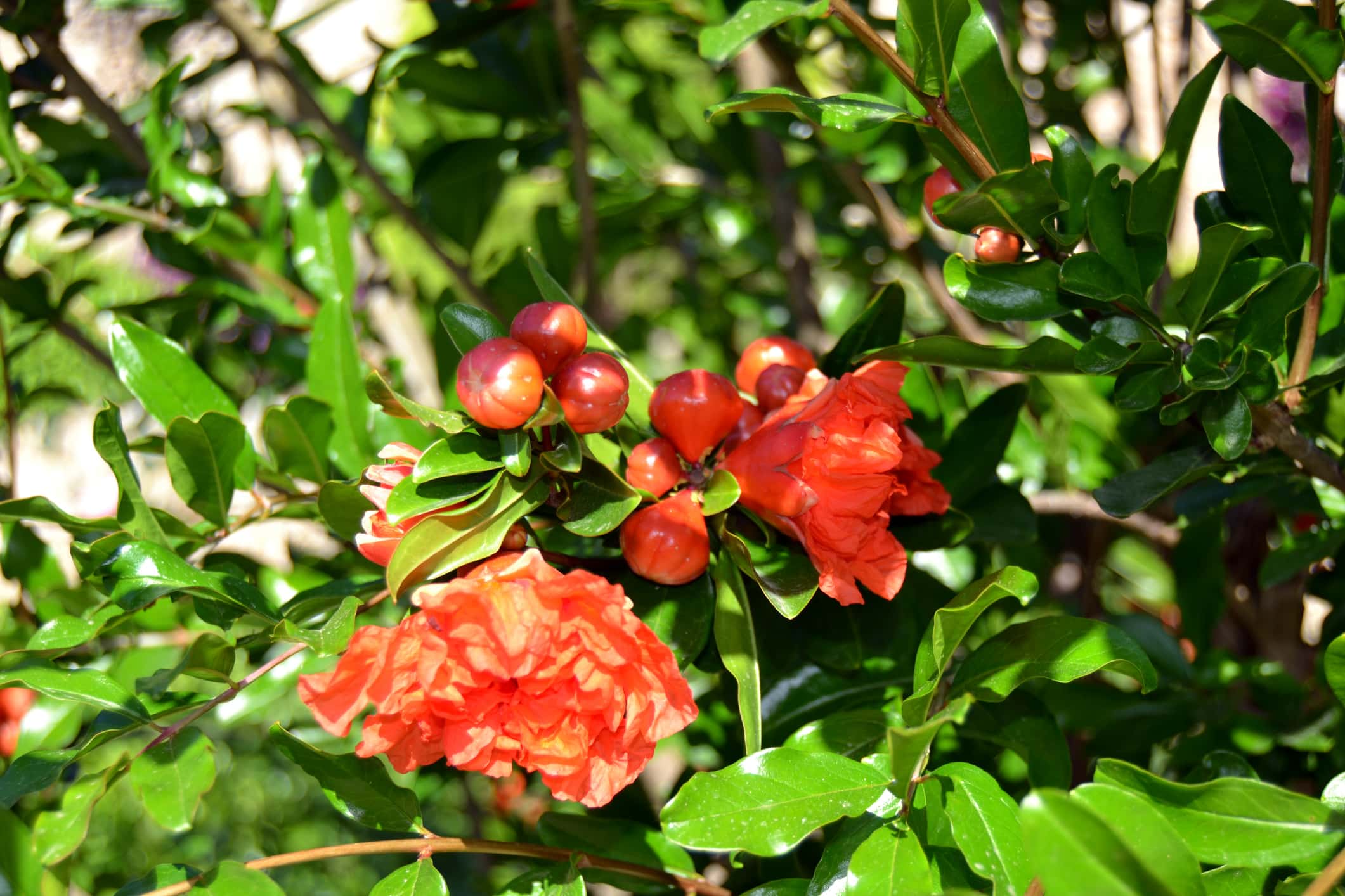 grenadier arbre parfait