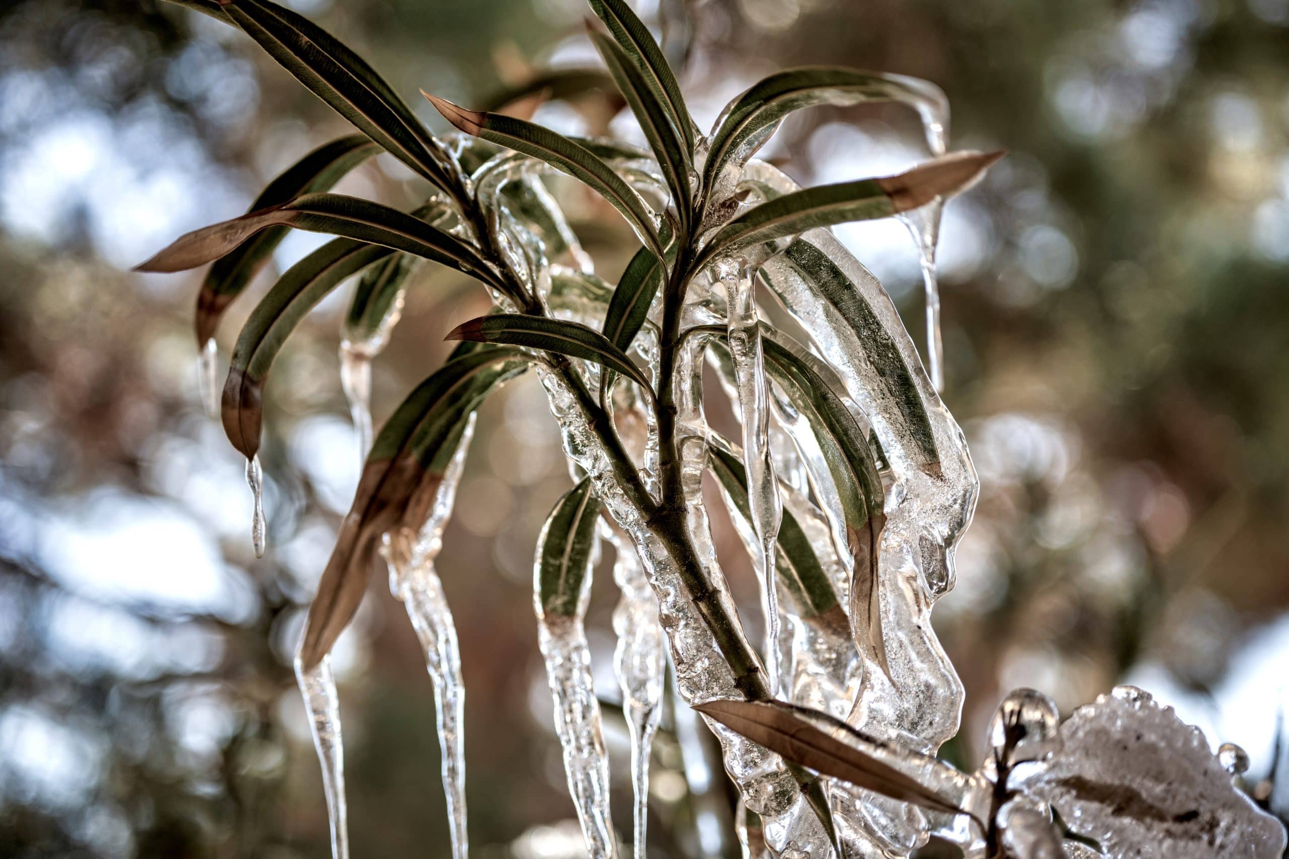 Frozen,oleander,bush,with,icicles,hanging,from,the,branches.