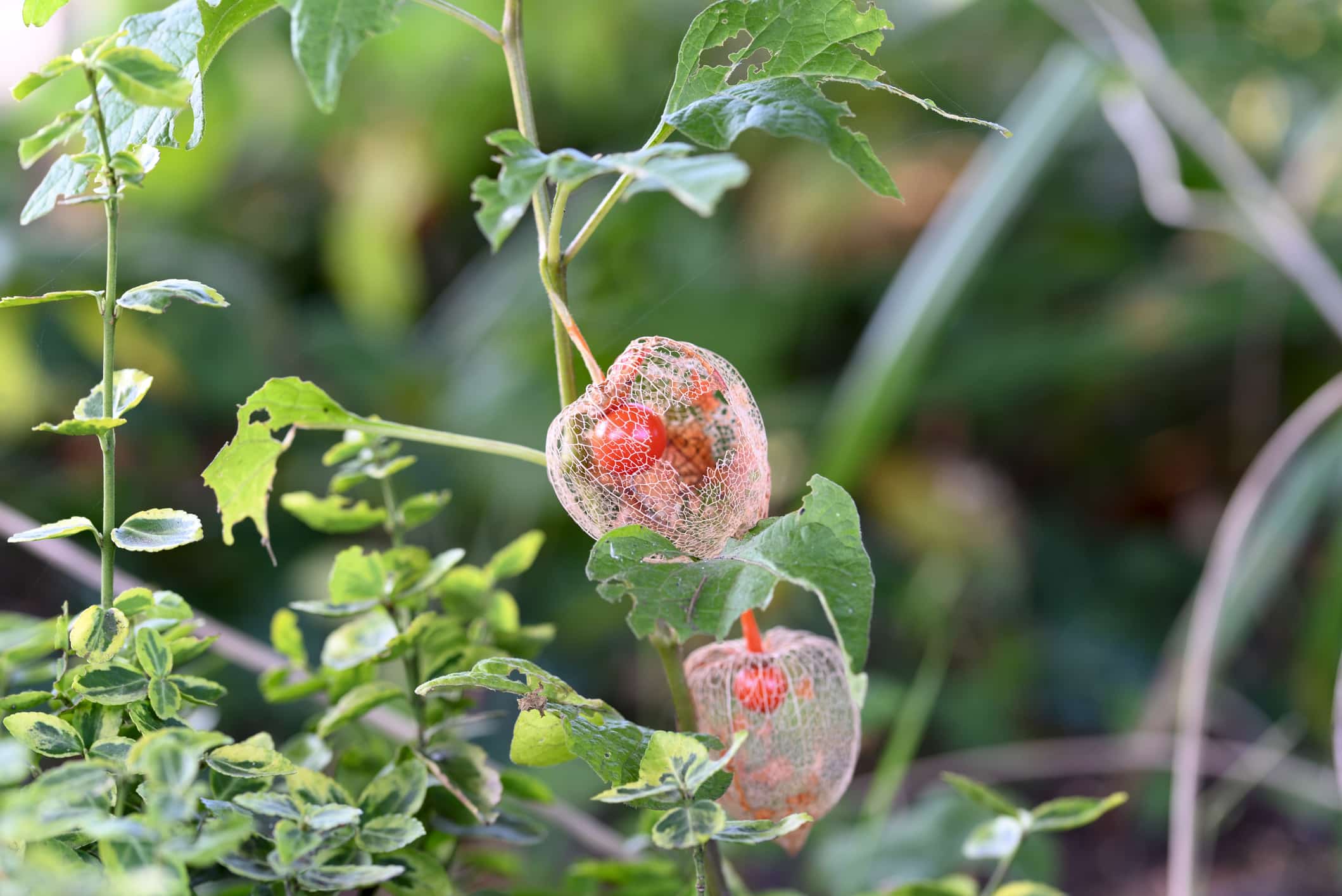 physalis change de la fraise