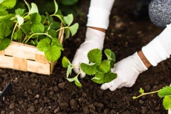 planter fraises mars