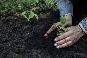 planter tomates bonne date