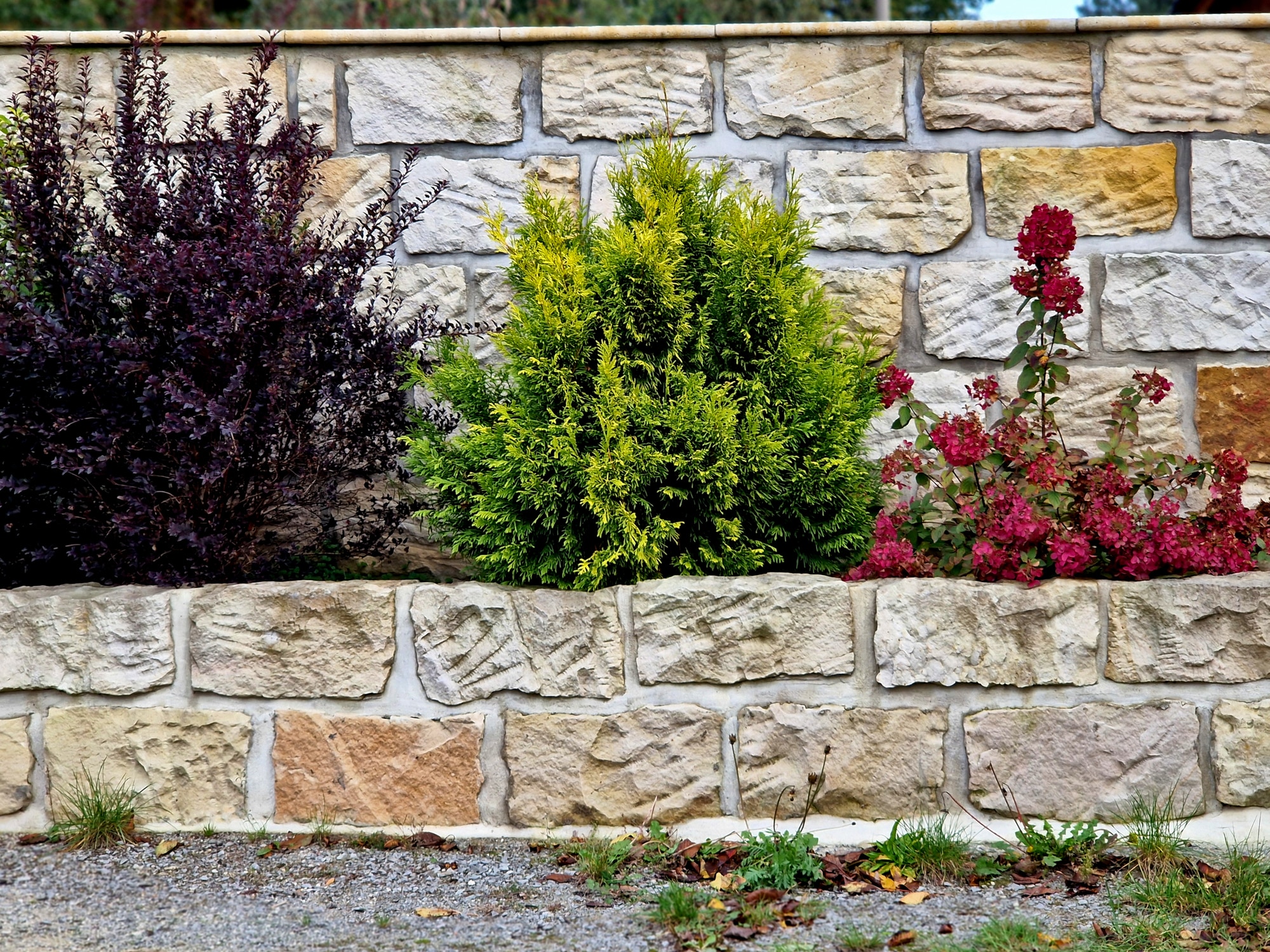 plantes fleurs planter long d'un mur