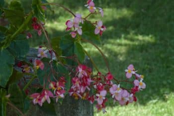 plantes vivaces ombre floraison