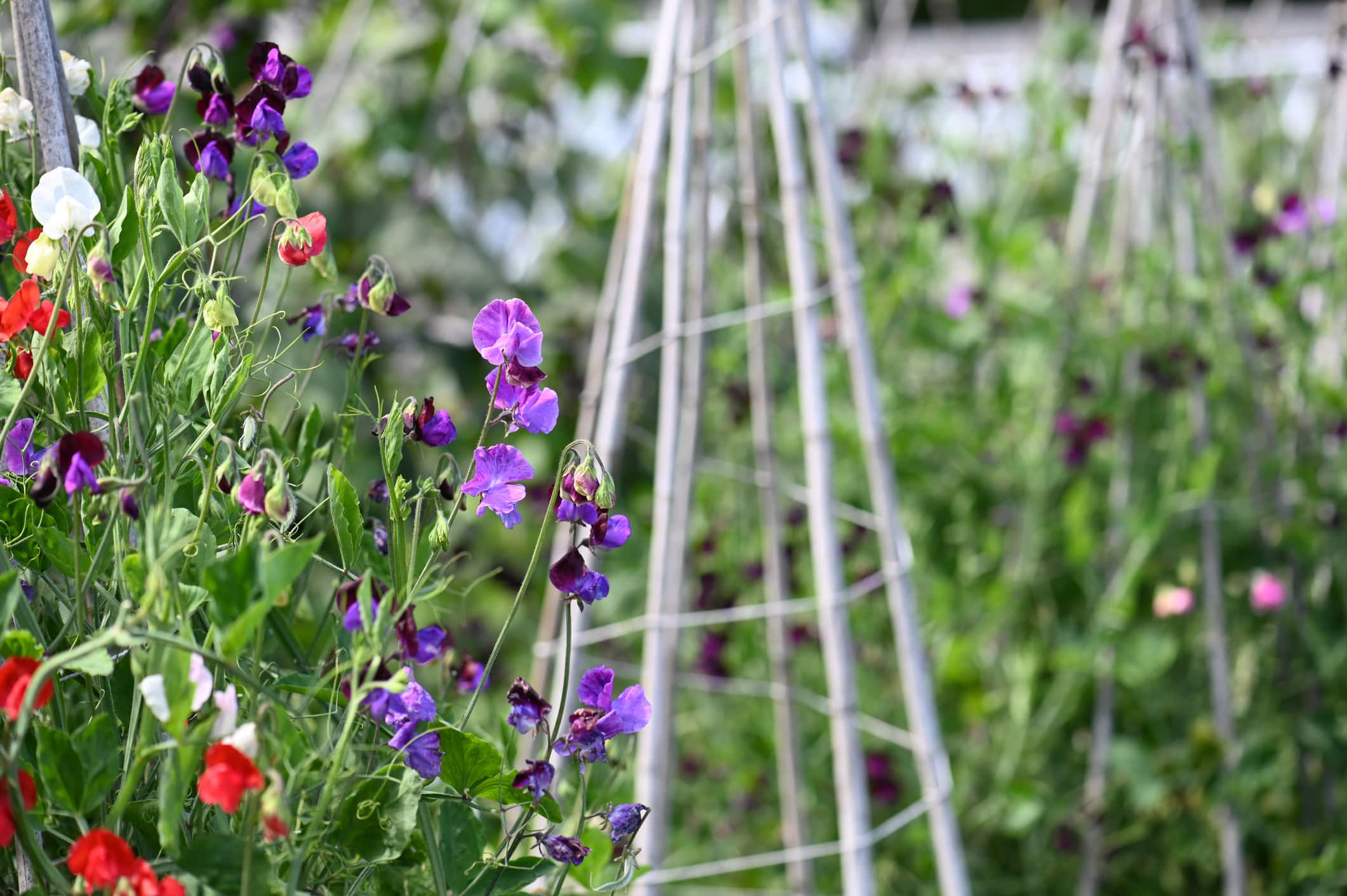 Sweet Peas