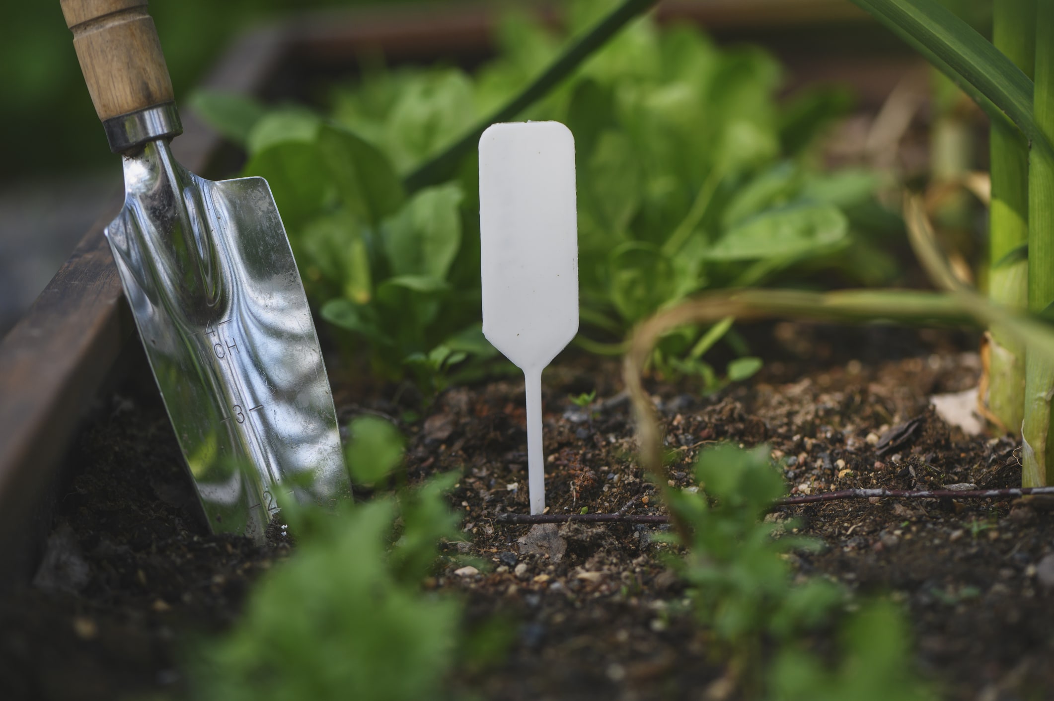 potager mars légumes primeurs