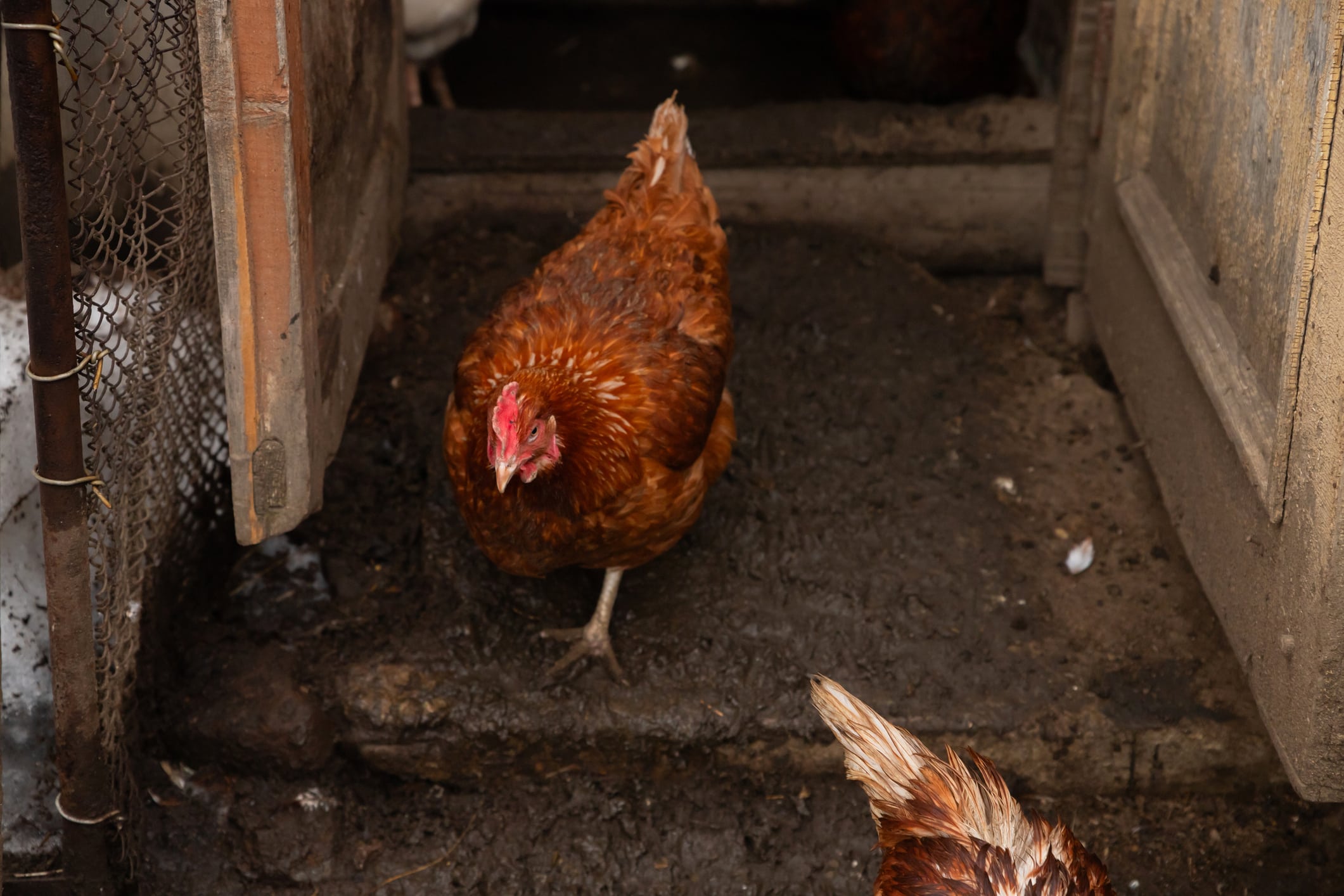 Free Range Red Brown Domestic Chicken Hen Comes Out Of Coop. Organic Farm