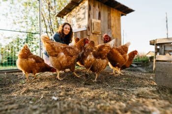 poules et parasites les étapes à suivre