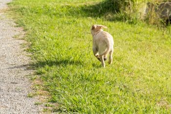 pourquoi chien fugue