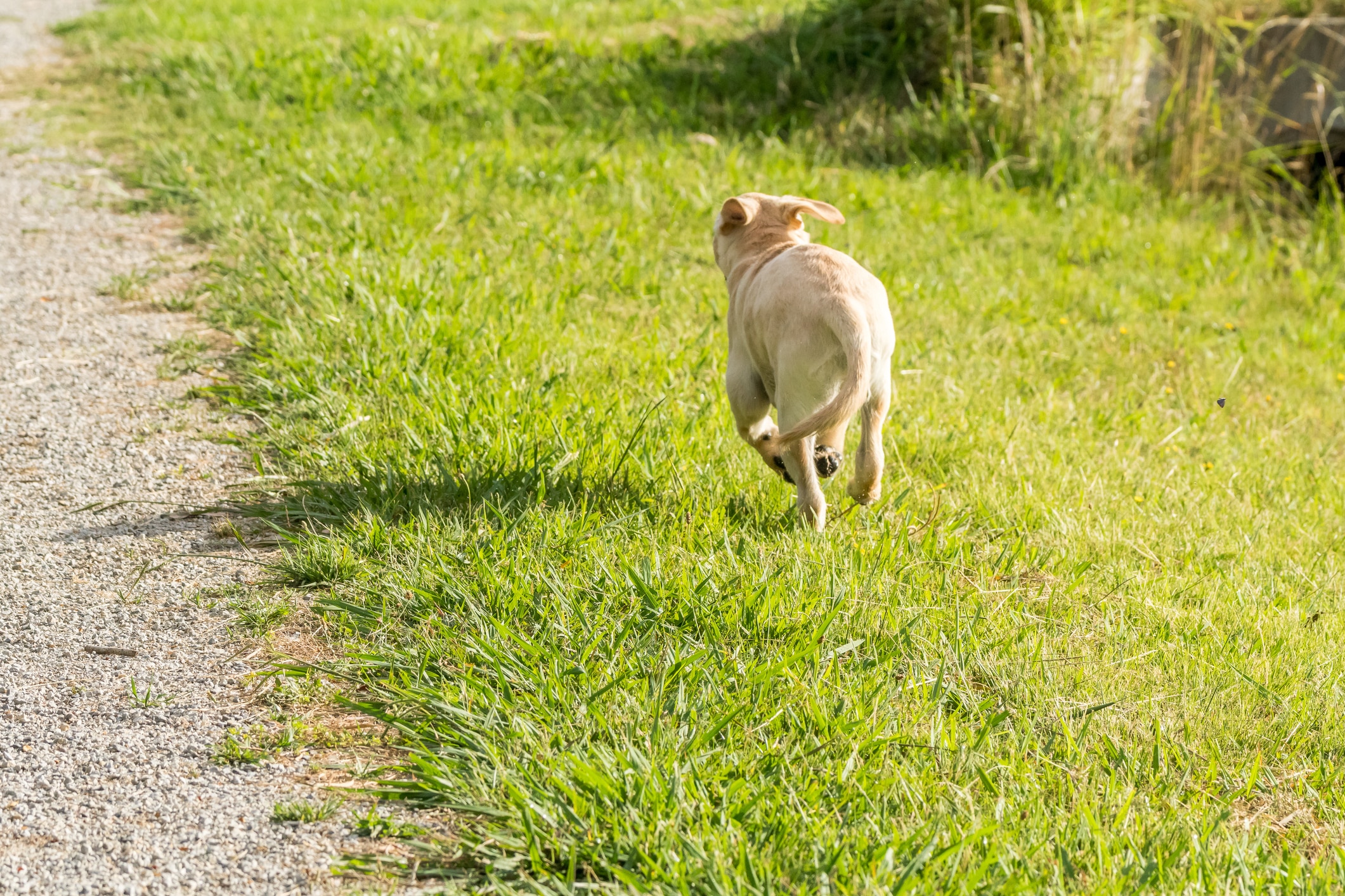 pourquoi chien fugue