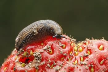 barrière limace cochenille pucerons