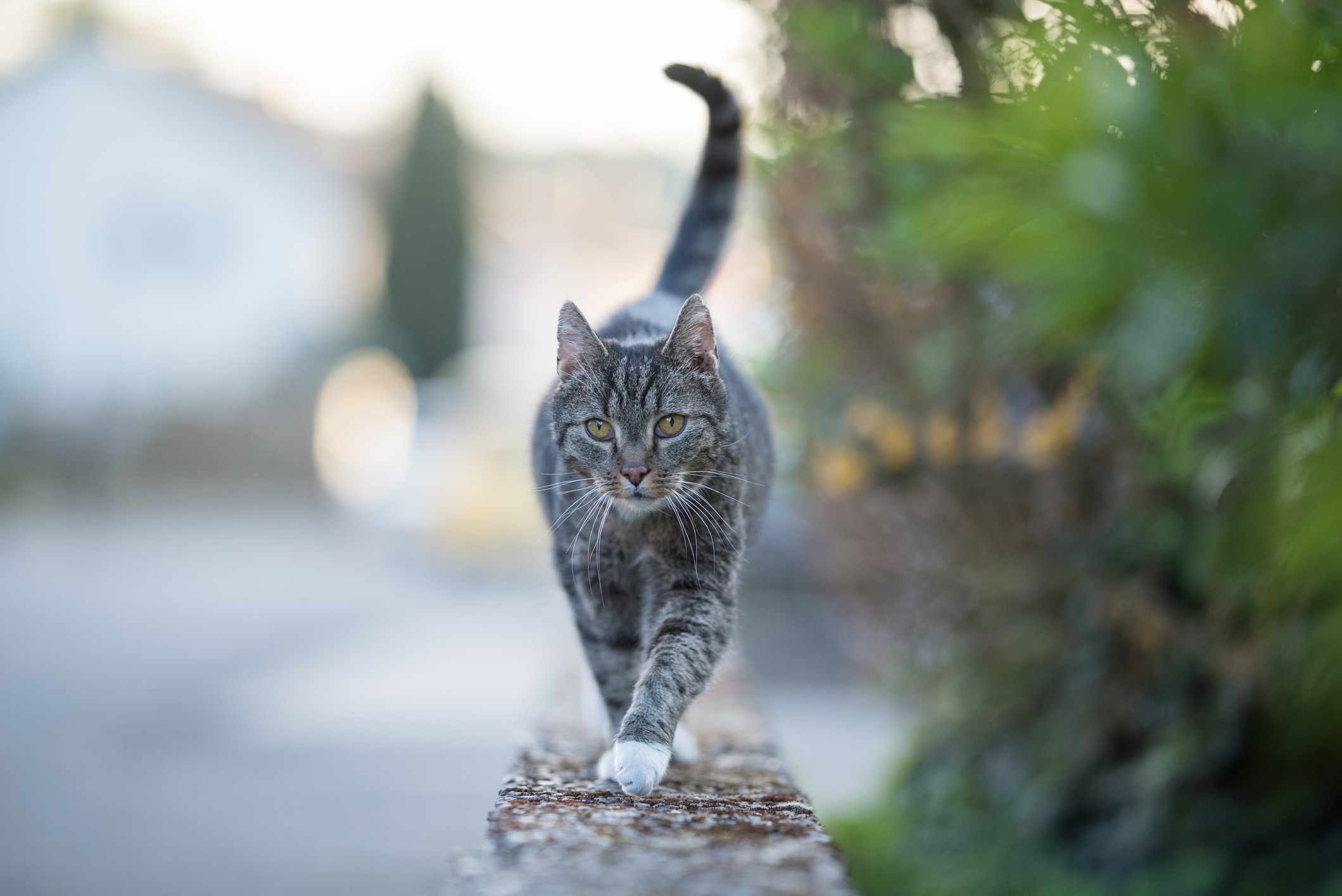 chat rue stérilisation obligatoire