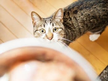 chat toujours faim