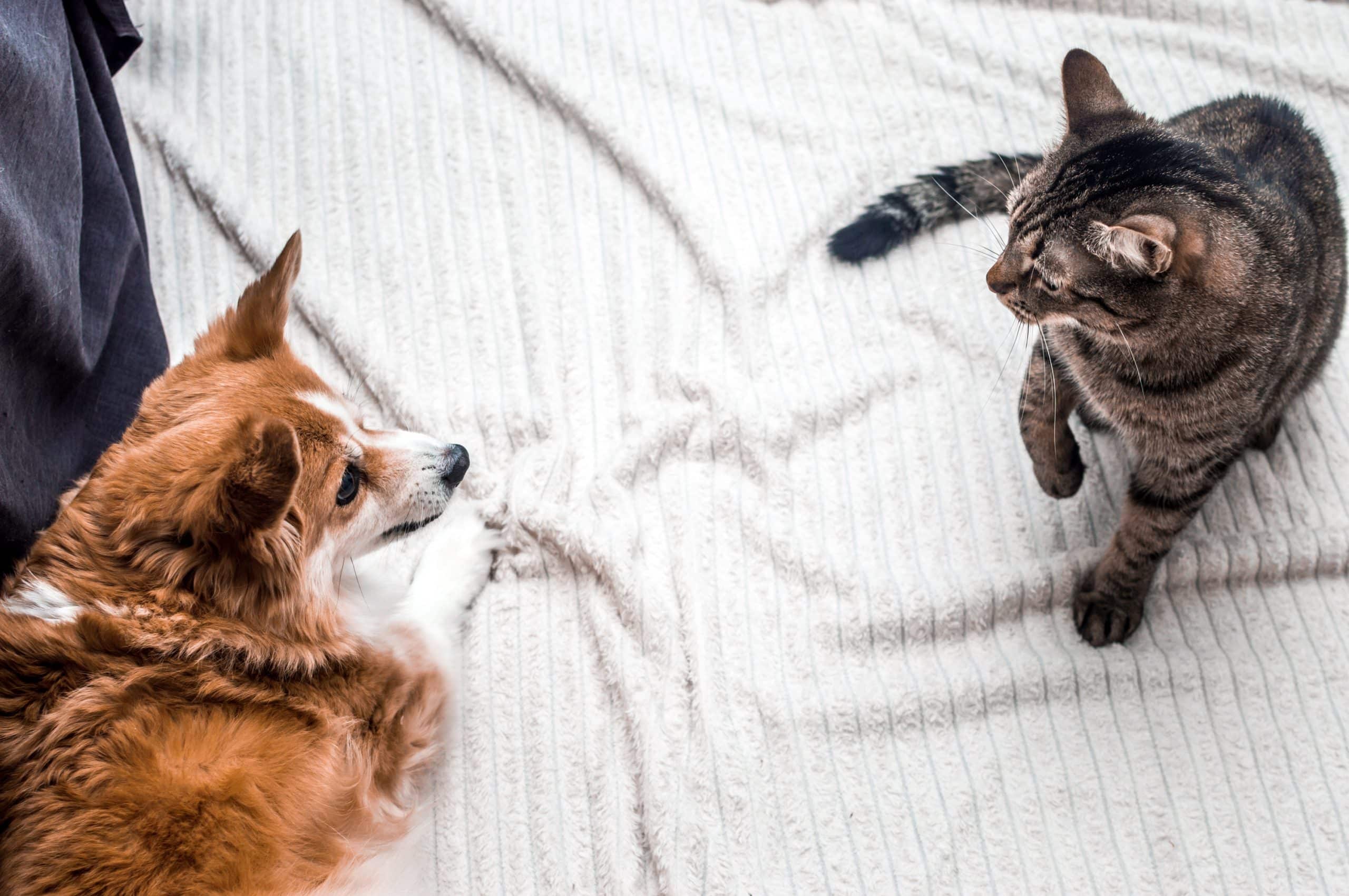 chien et chat étapes à suivre