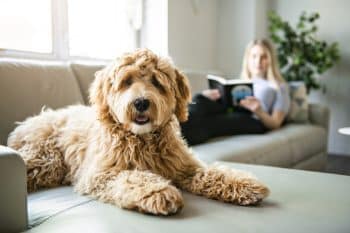 chien sur canapé