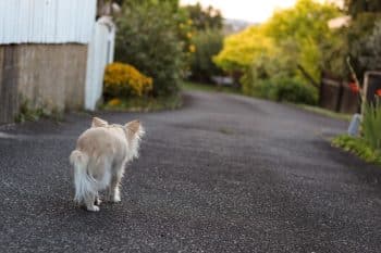 empêcher chien de fuguer