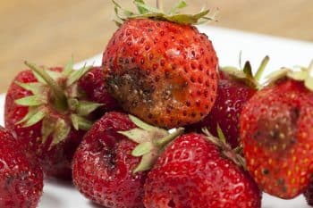 fraises talées pourries