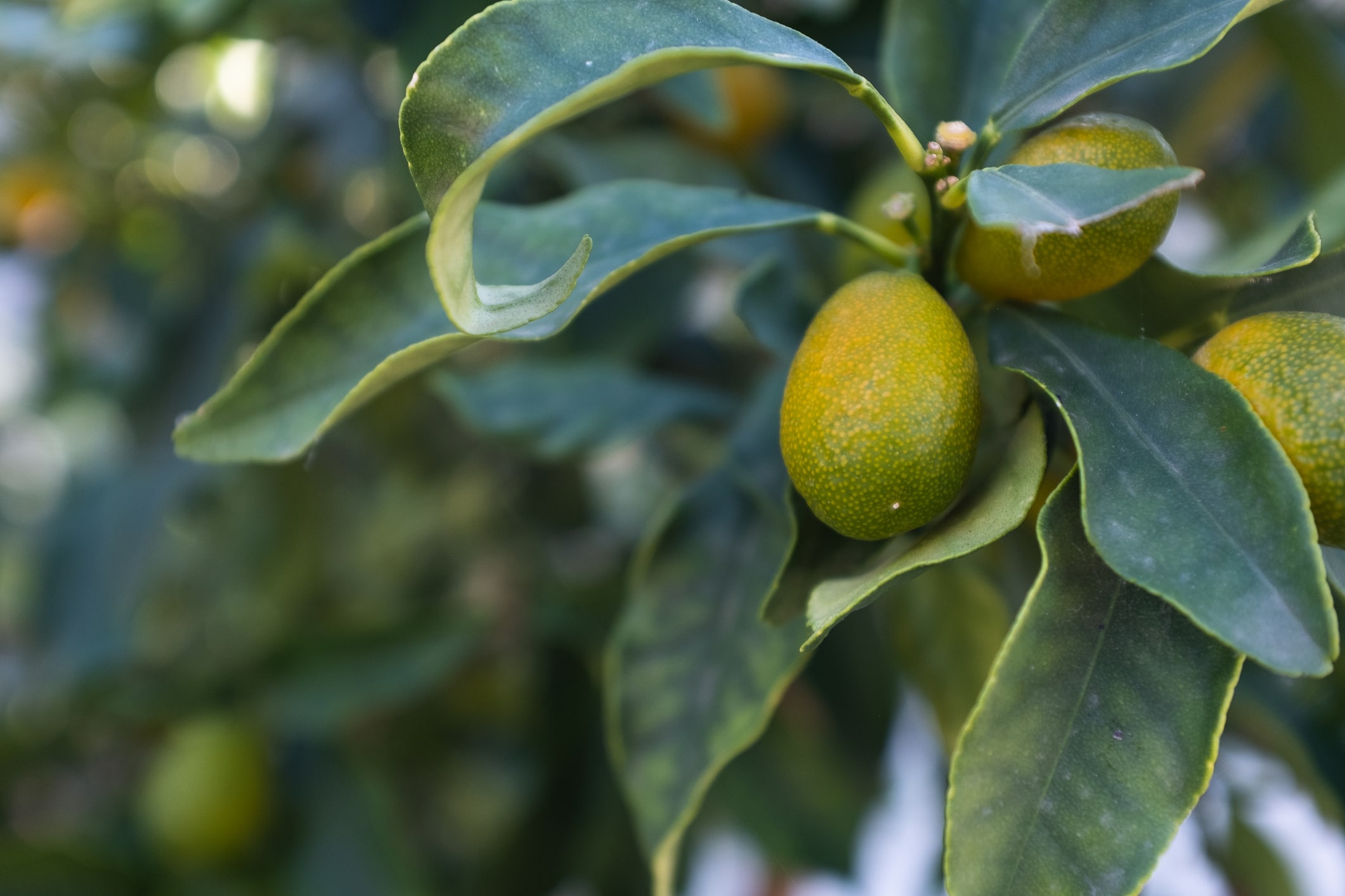 Close Up Of Ripening Citrus Fruits On A Tree With Lush Green Leaves. The Beauty Of Nature And The Abundance Of Fruit Bearing Trees In A Lush Garden Setting. High Quality Photography