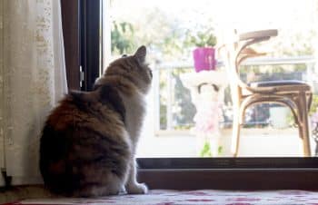 laisser chat seul +48H 2 jours
