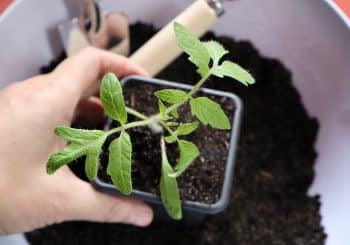 légumes faciles potager débutant