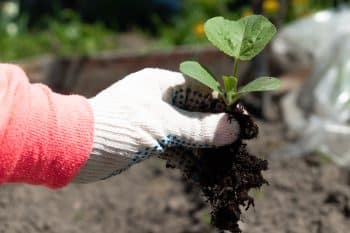 planter courgettes date exacte