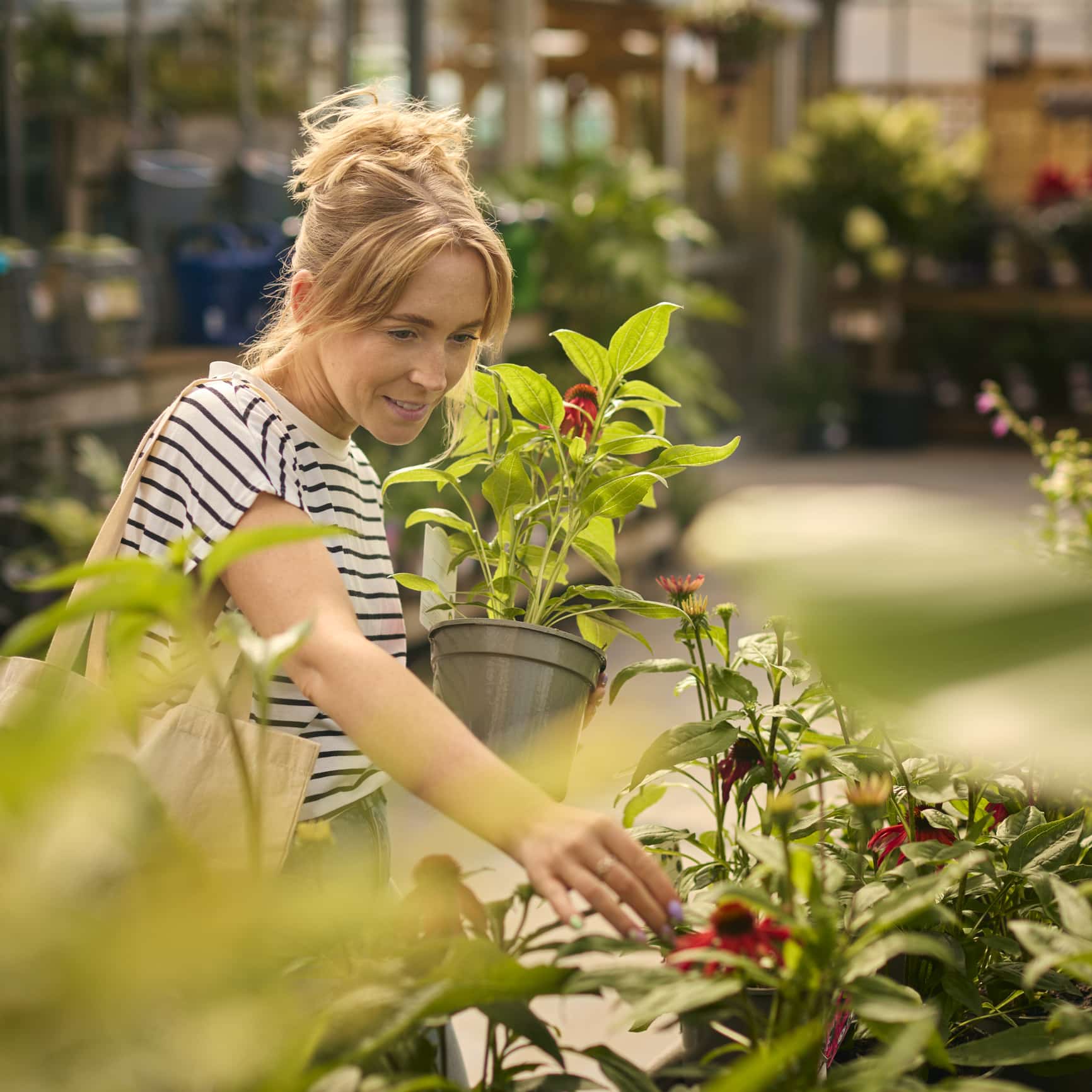 plantes en jardinerie