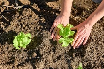 quelle date planter salade