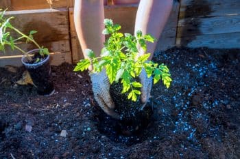 quelle date planter tomates