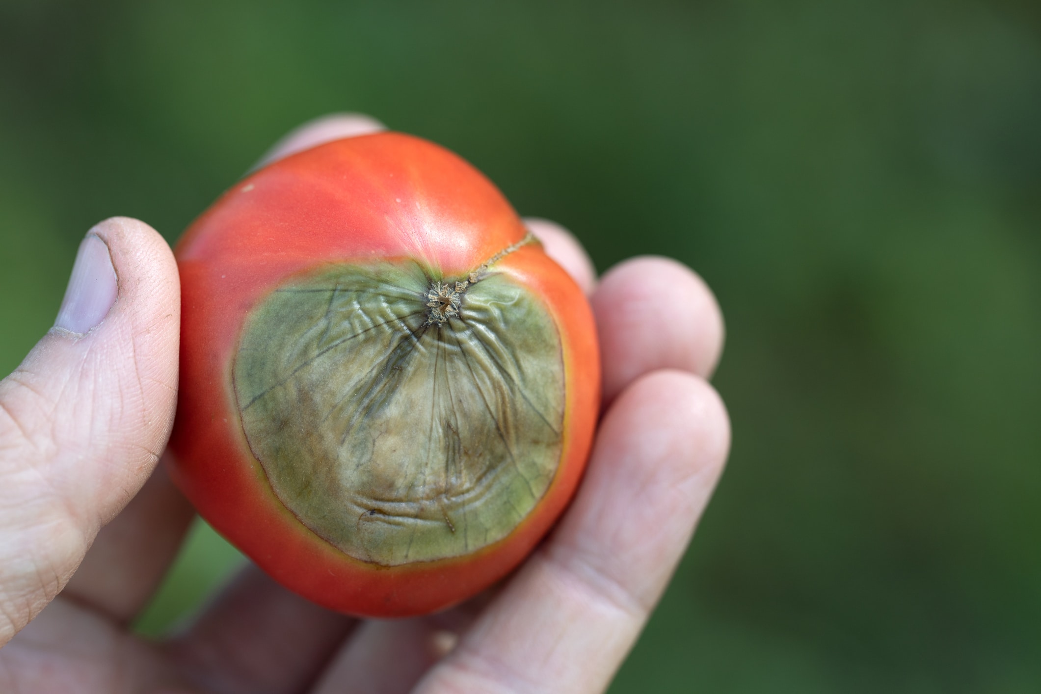 secret tomates sans mildiou