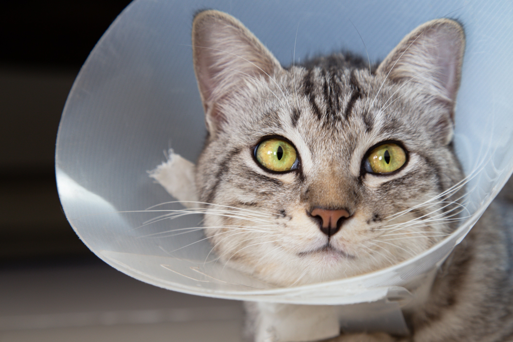 Happy Young American Shorthair Cat In Veterinary Plastic Cone Or E Collar (elizabethan Collar) In The Head At Recovery After Surgery. Animal Healthcare And Pet Concept