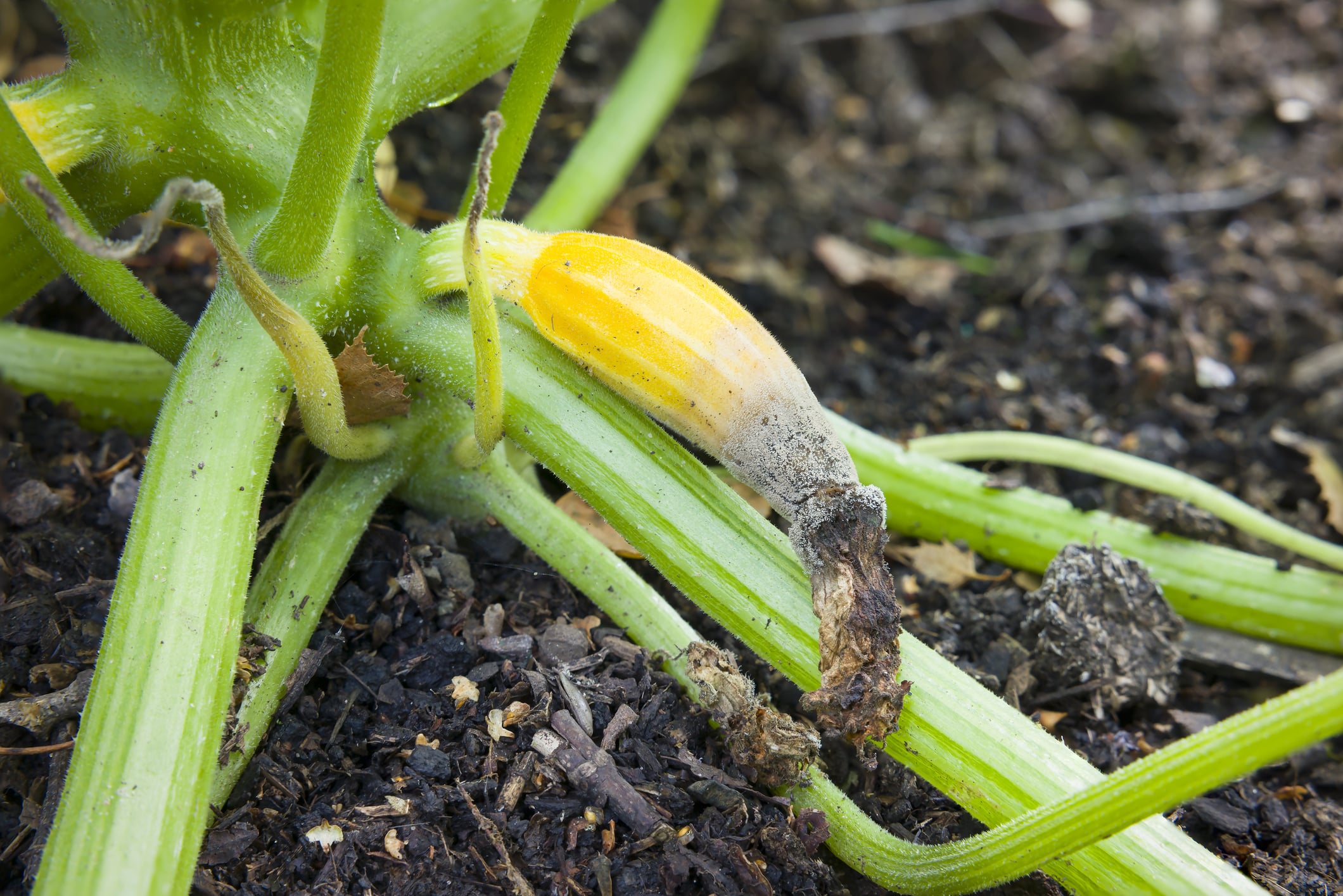 tomates fendues courgettes malades erreurs