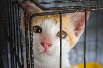 vente interdite animalerie adopter chaton chiot