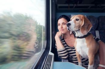 voyager train chien règles sncf 2025