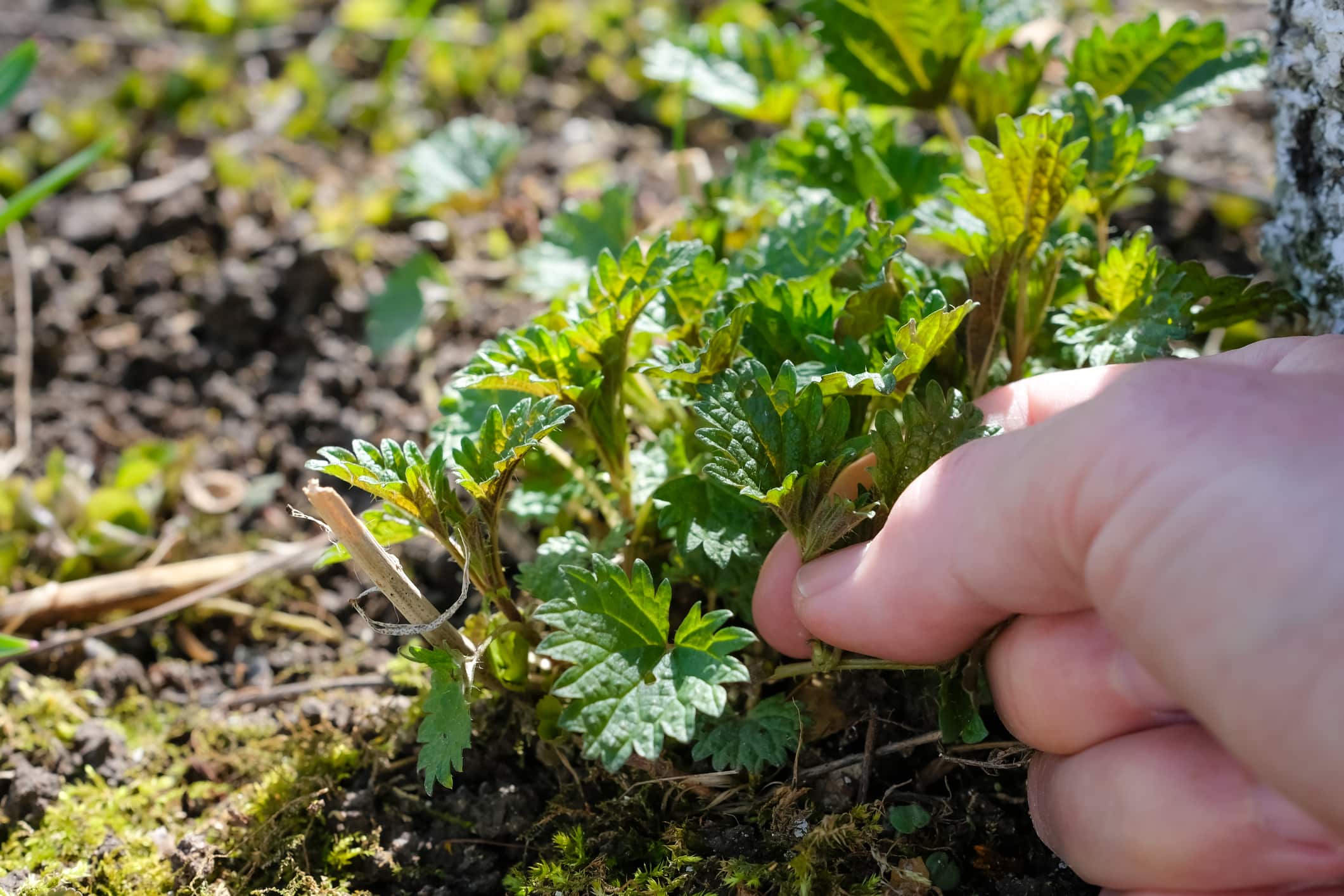a faire potager juin