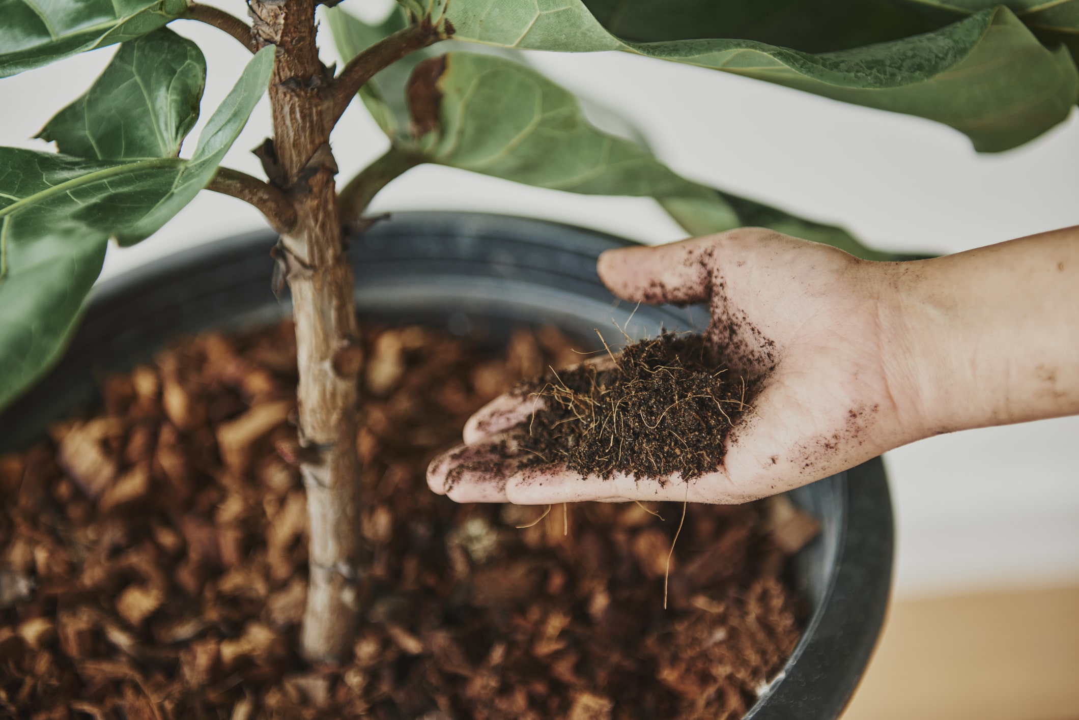 ajouter litière terre plante