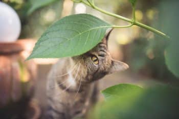 attention chat chien plantes