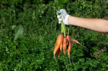 carottes tordues secrete