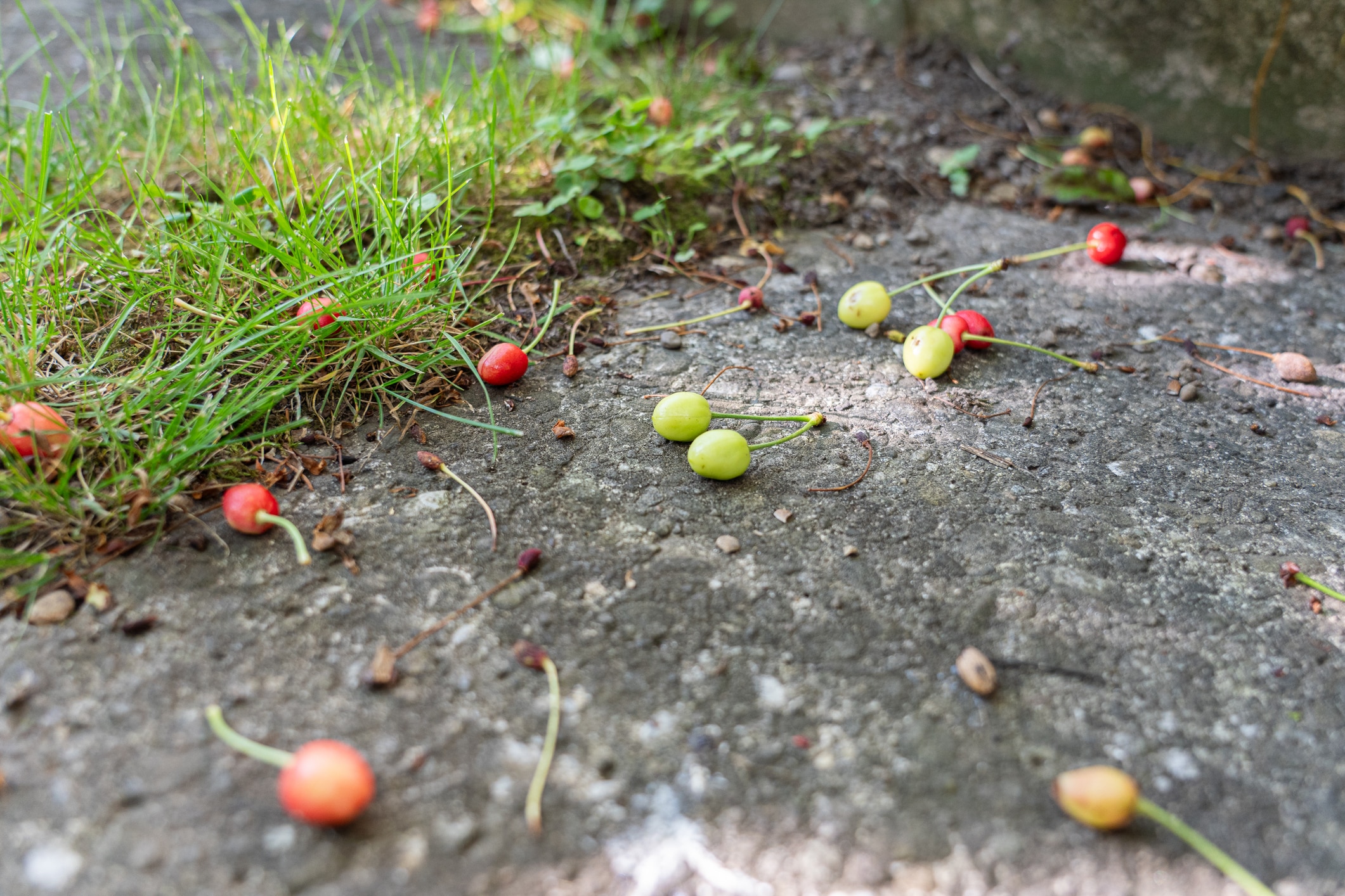 cerises tombent sans murir