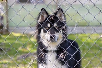 Dog Looking Through A Fence
