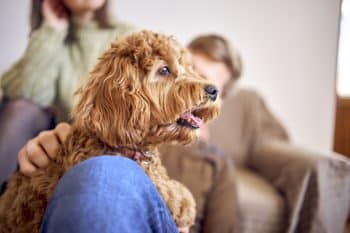 chien halète sans raison